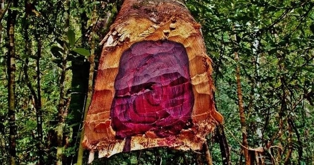 « Indemniser les trafiquants de bois de rose équivaut à un grave renoncement à l’Etat de droit »