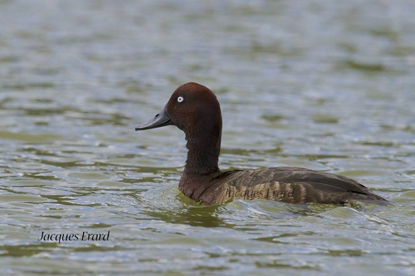 Canard sauvage de Madagascar ou Onjy Fotsimaso, un des oiseaux endémiques à conserver
