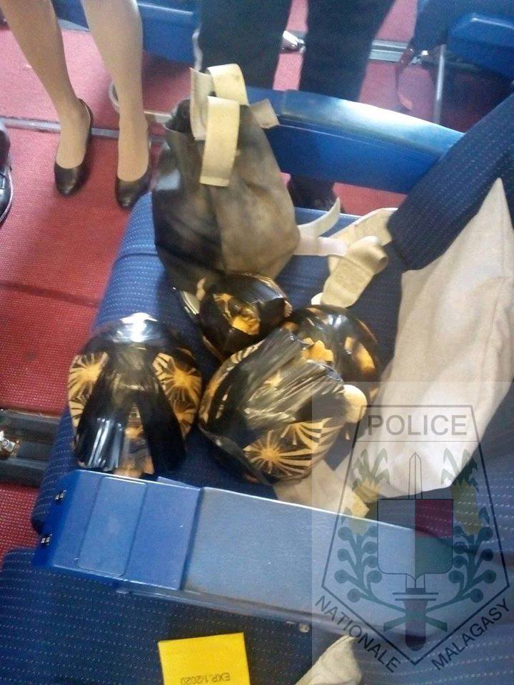Aéroport d’Ivato: Un employé impliqué dans une affaire d’exportation illicite de tortues