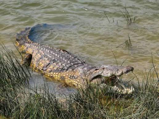 Peut être une image de crocodile